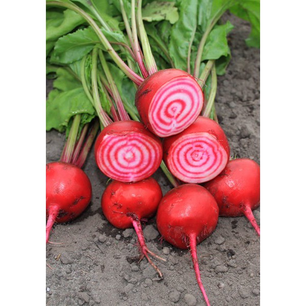 Benih Bibit Biji - Beetroot Chioggia Stripe Candy (Beta Vulgaris) Buah Bit Motif Spiral Seeds - IMPORT