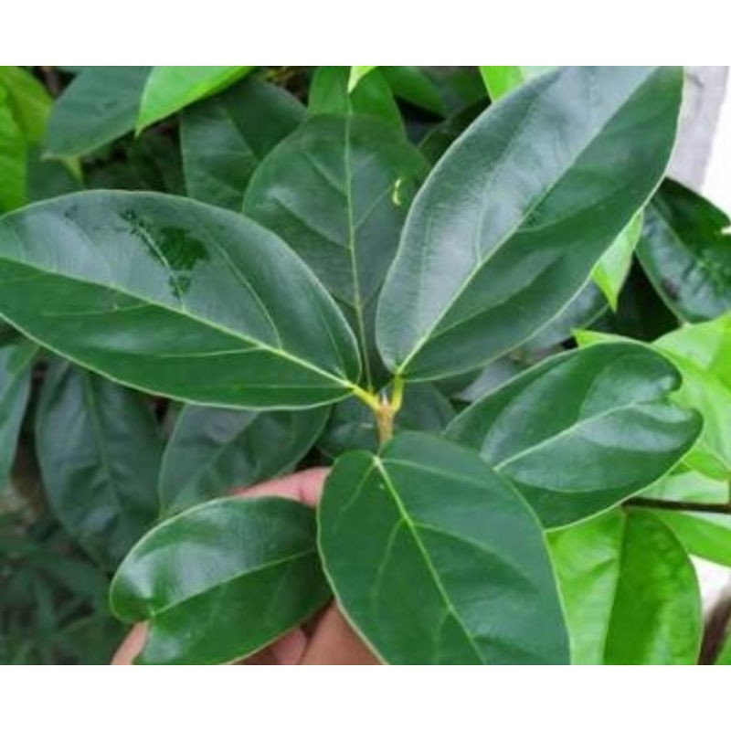 

Daun Cincau segar 400 Gram