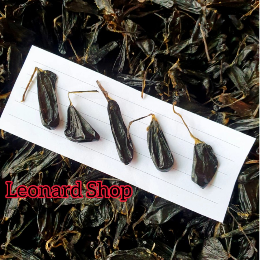 EMPEDU ULAR ASLI OBAT HERBAL 500g