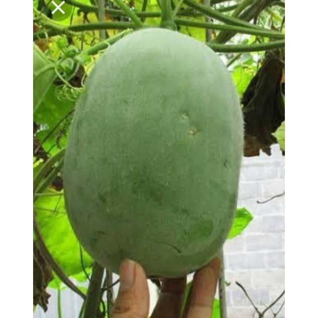 

bligo segar satu buah ukuran sedang