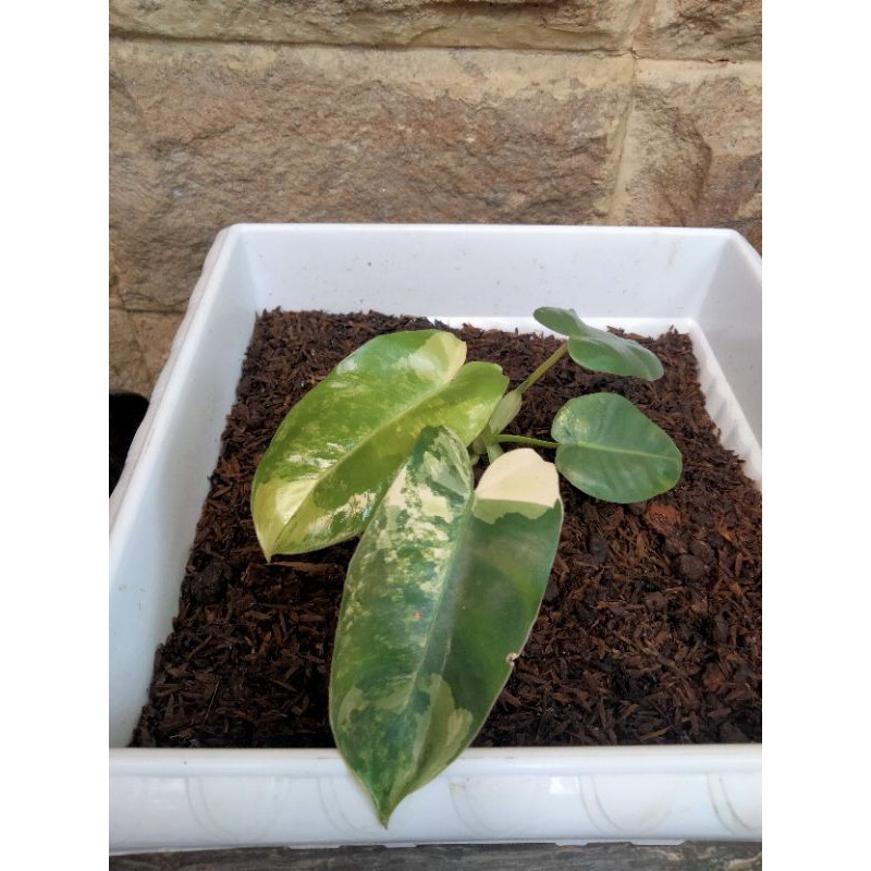 philodendron burle marx variegata