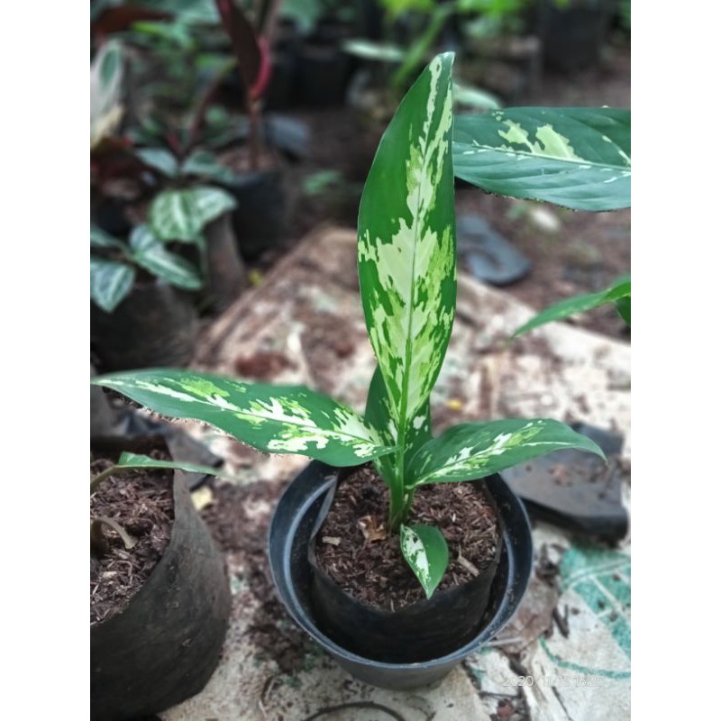 tanaman hias blanceng varigata - blanceng armi - bibit tanaman blanceng