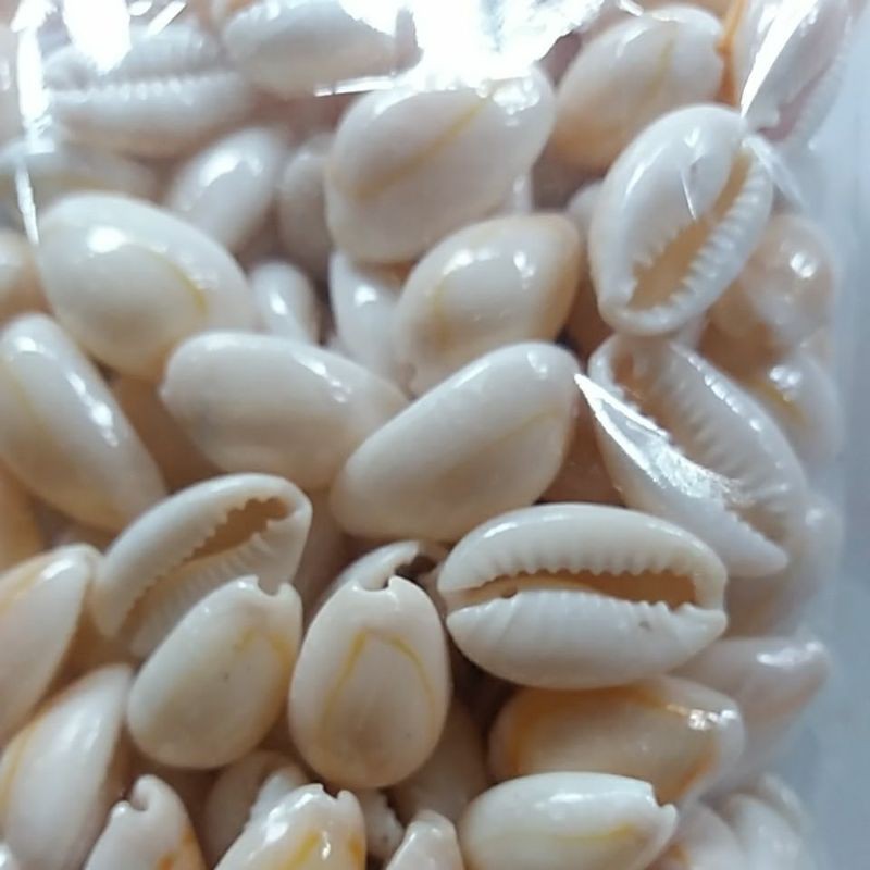 cangkang kerang kuwuk kuning kinclong per 100gr