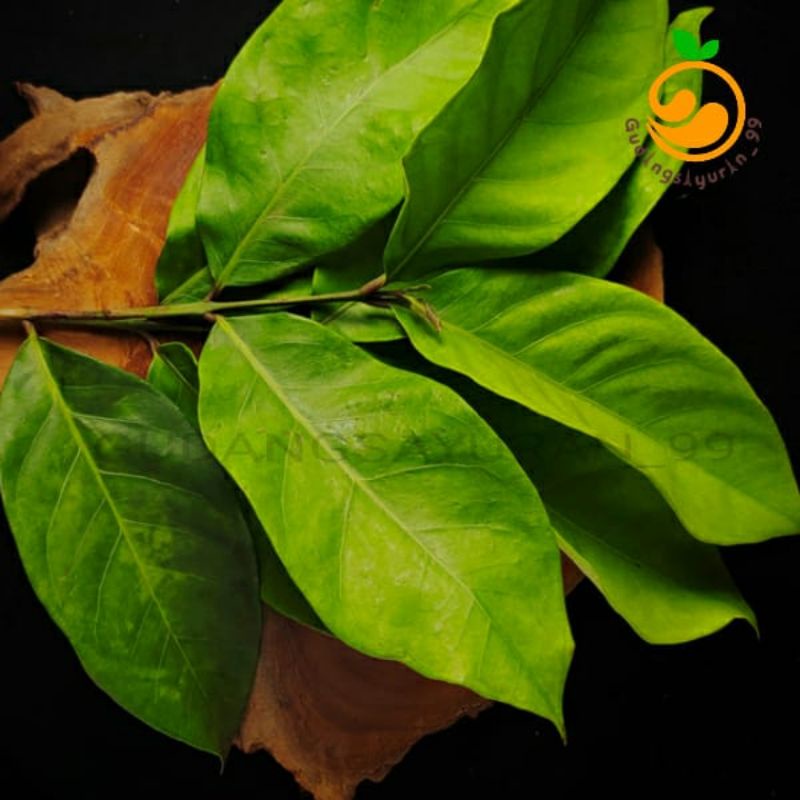 

Daun salam 250 gram