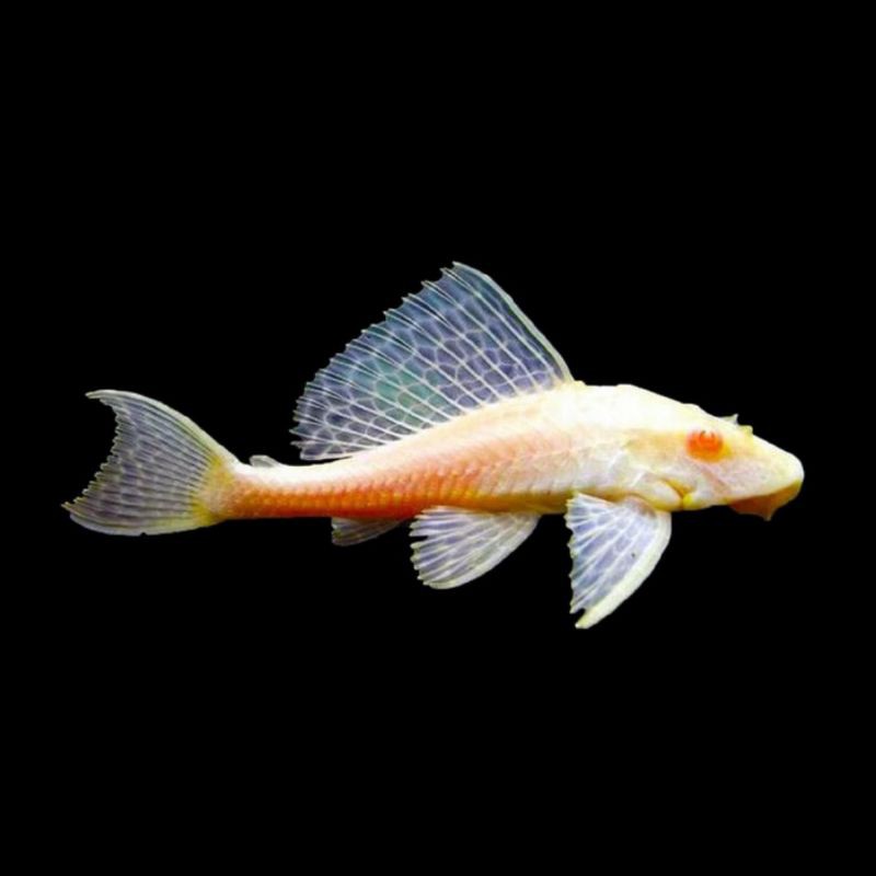 Ikan Hias Sapu Sapu Albino Pembersih Aquarium Aquascape