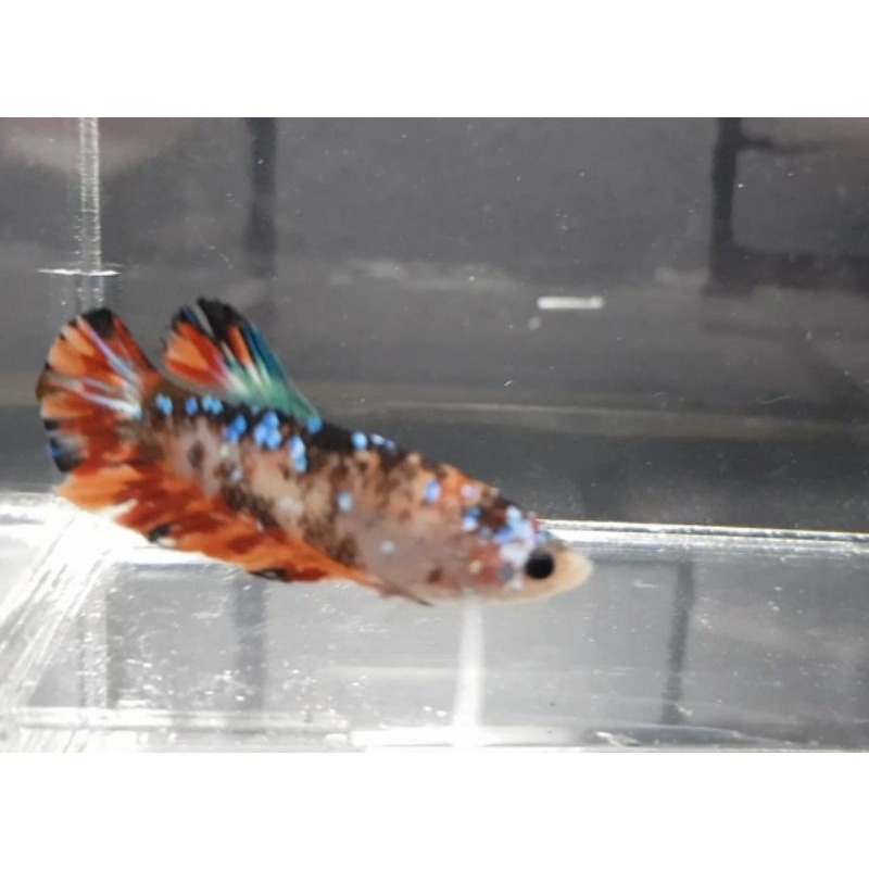 Female Avatar Nemo