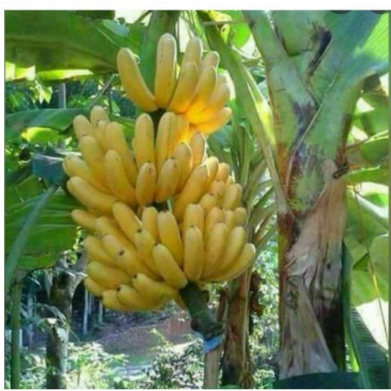 Bibit Pisang Emas asli Genjah pisang emas kirana bibit bonggol anakan