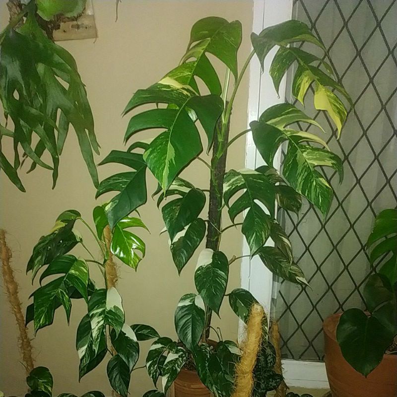 epipremnum pinnatum variegata