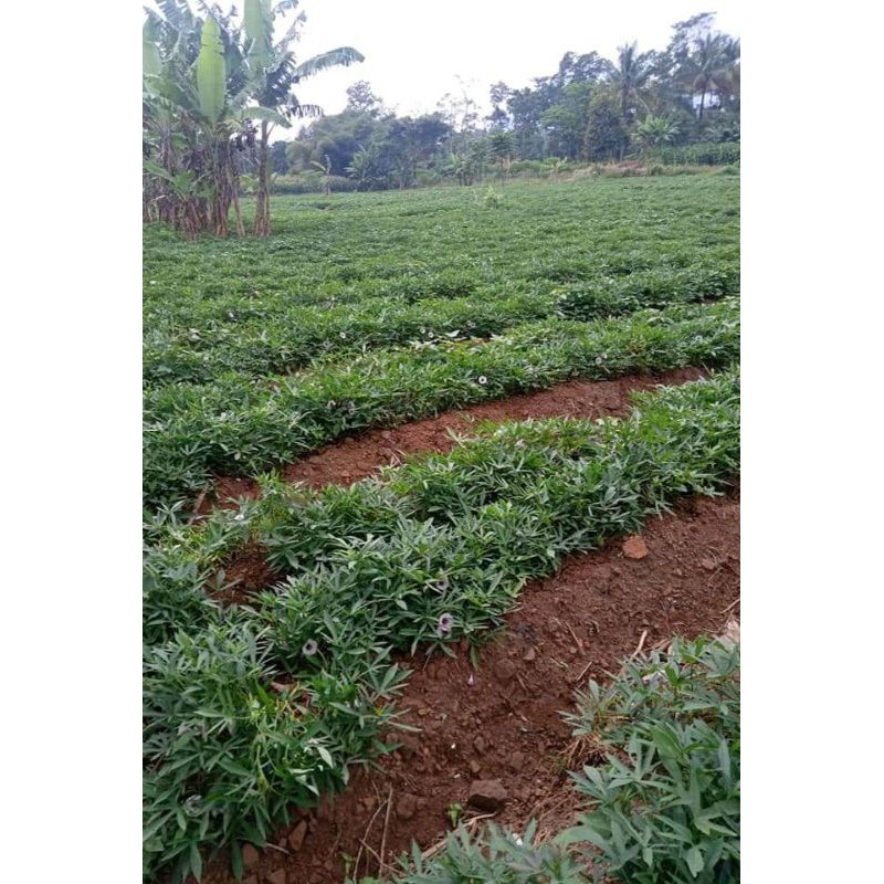 bibit ubi cilembu