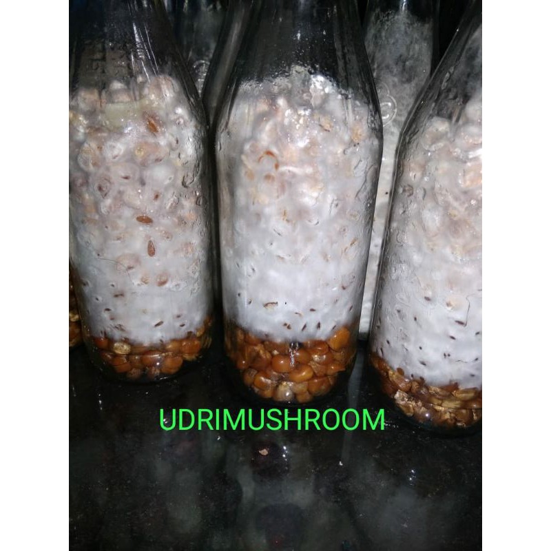 Bibit jamur tiram putih F1