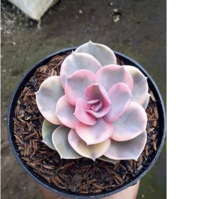 sukulen import "perle rainbow import"