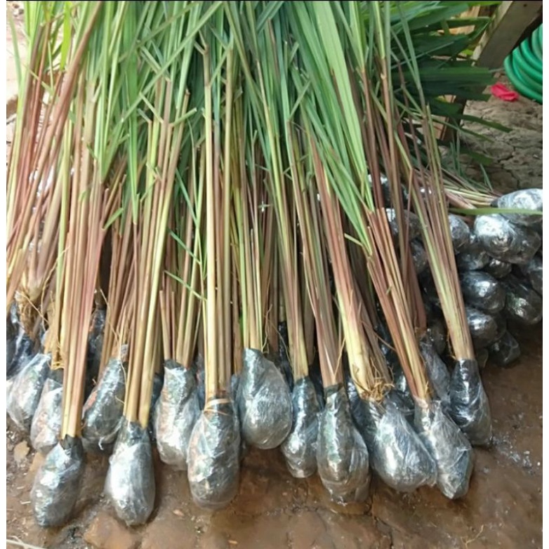 Sereh Wangi/Sereh merah/Bibit Sereh wangi