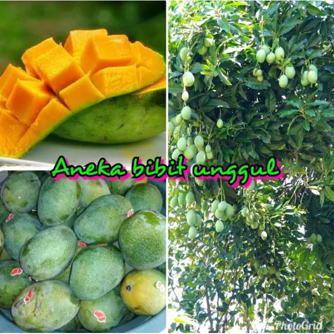 Bibit Buah Mangga Manalagi Atau Mangga Madu @_#
