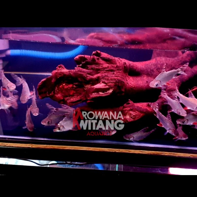 Ikan American Flagtail / Red Feifeng / Ikan RFF / Ikan Red Feifeng Size 7 8cm MURAH