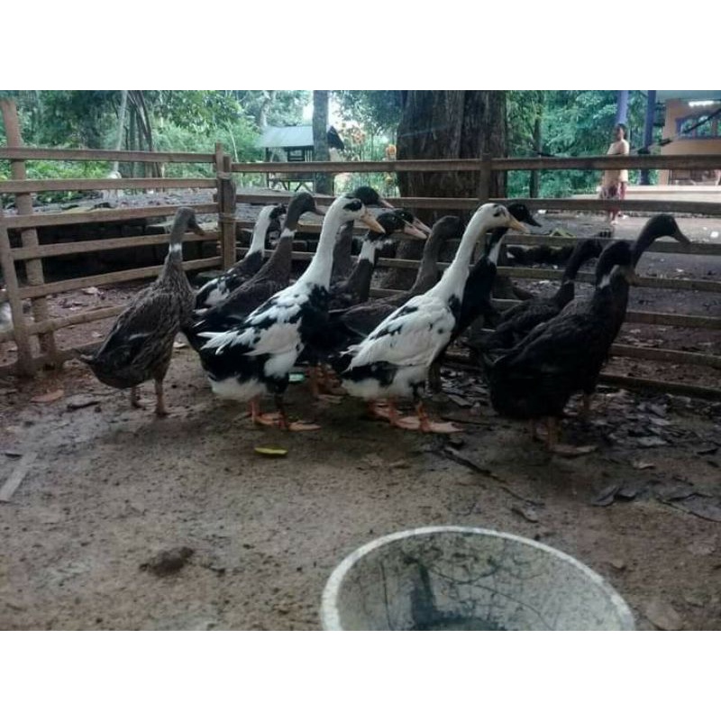 telur fertil bebek lokal madura