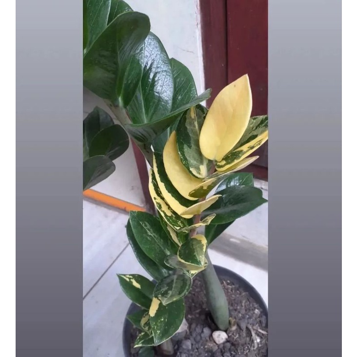 zamia varigata 3 batang bagus #550 / tanaman hias