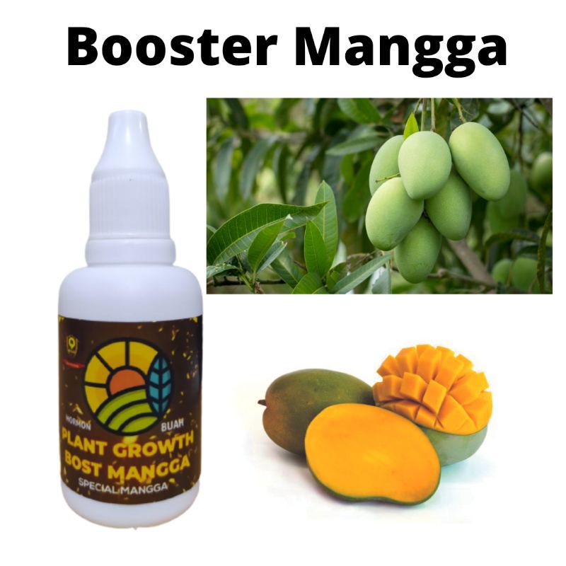 Pupuk Pohon Mangga Supaya Cepat Berbuah, Pupuk Buah Mangga Terbaik