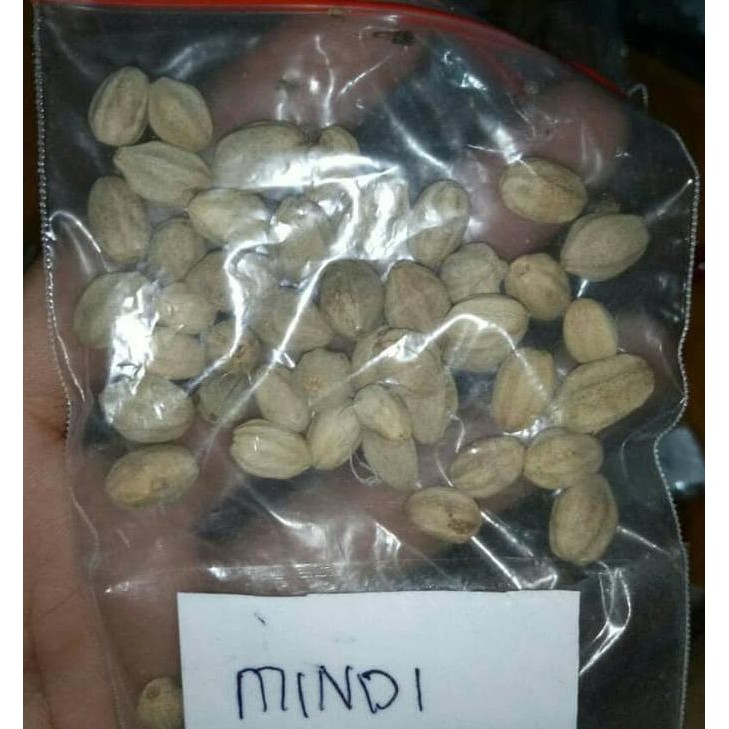 Bkk 1 Kg Benih Biji Pohon Mindi Siap Semai *_$
