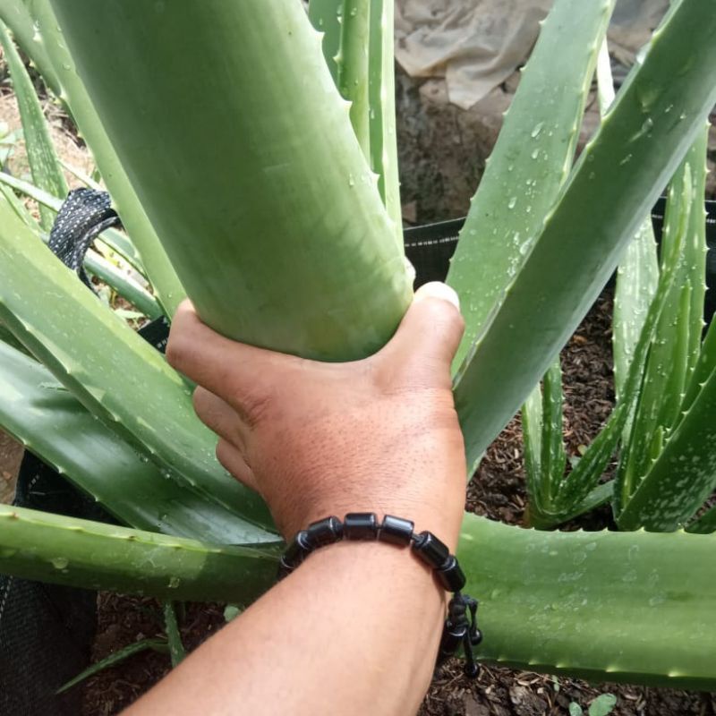 BIBIT LIDAH BUAYA PONTIANK SUPER JUMBO UKURAN15_20cm+PUPUK ORGANIK KHUSUS TANAMAN LIDAH BUAYA