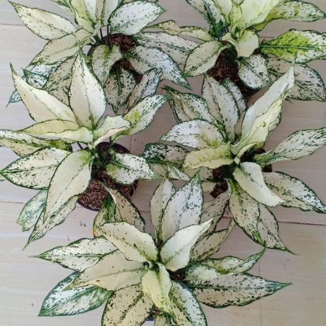 Aglaonema siam paragon