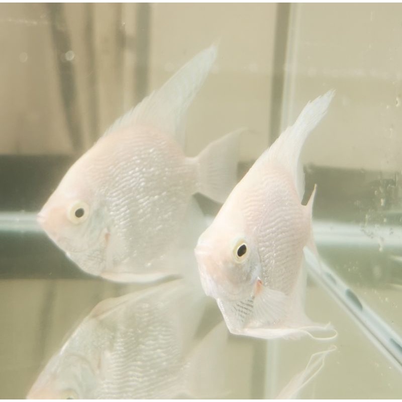 Ikan hias aquarium Angelfish Manfish putih Platinum sepasang/pair mkn cabek hikari vibrabite pellet