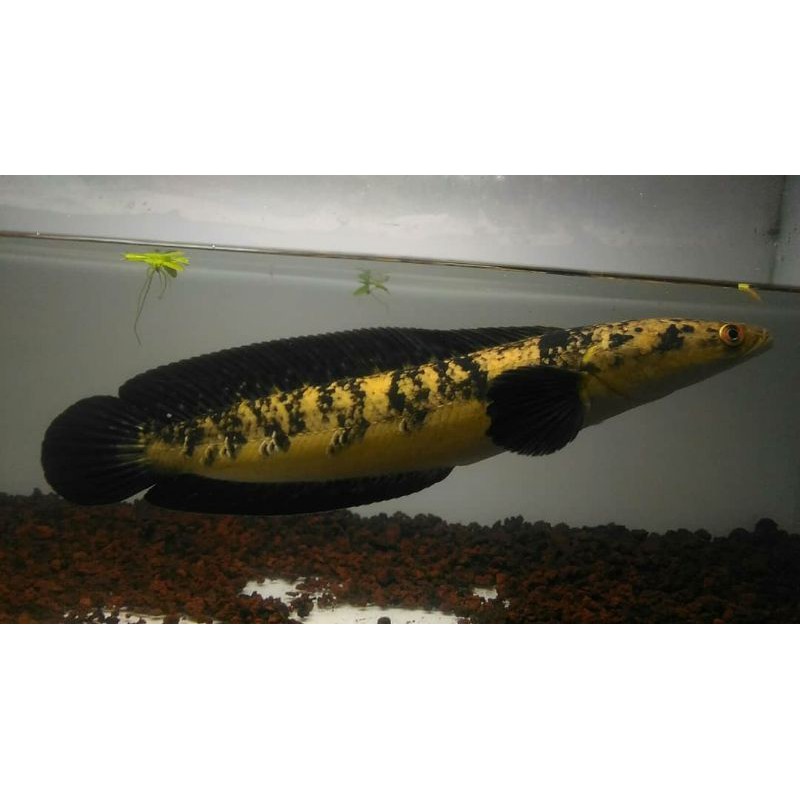 

channa Maru Yellow sentarum
