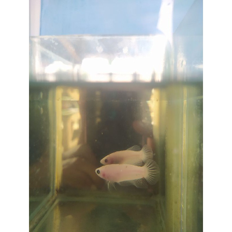 Ikan Cupang Cello Line Koi Giant S M Shopee Indonesia