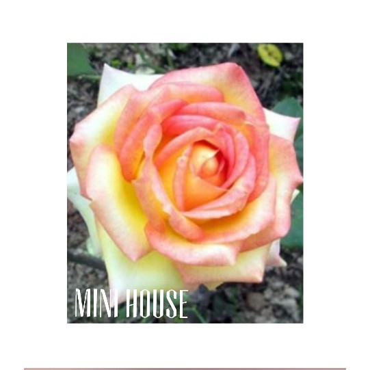 BIBIT BENIH BIJI MAWAR / MAWAR [IMPORT]