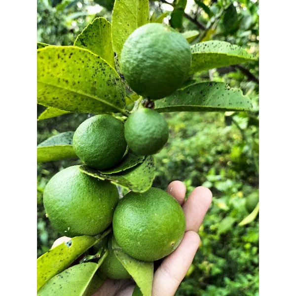 

jual jeruk nipis asli dipetik langsung dari pohonnya, sehingga fresh dan yap terbaikk!!