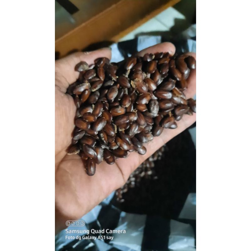 biji trembesi