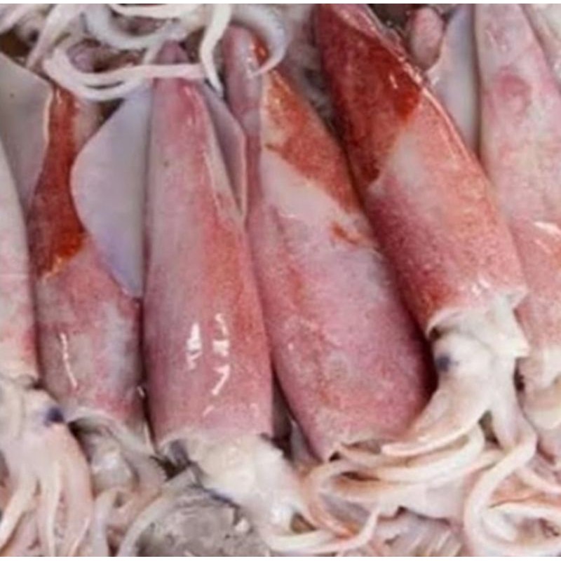 

cumi bangka segar