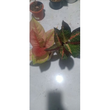aglonema lod/pos