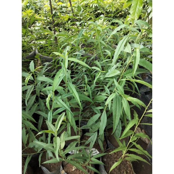 Bibit Buah Persik Super Unggul