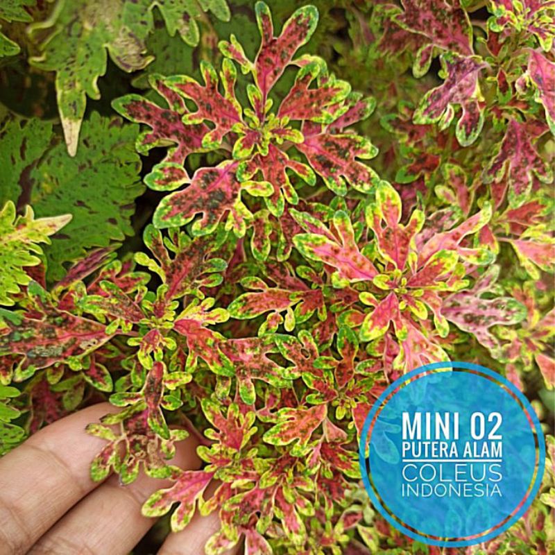 Miana mini langka/miana unik/miana kerdil/