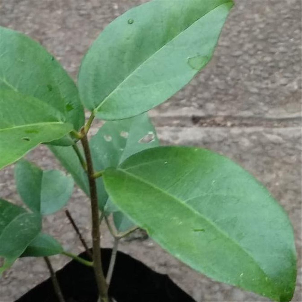 TERBAIKK Bibit Tanaman Cincau Hijau Pohon Cincau Hijau Cincau Perdu Pohon Daun Cincau Perdu