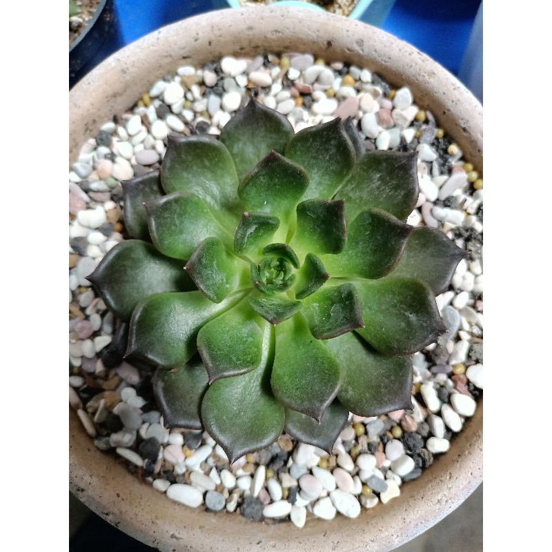 echeveria jumbo cantik