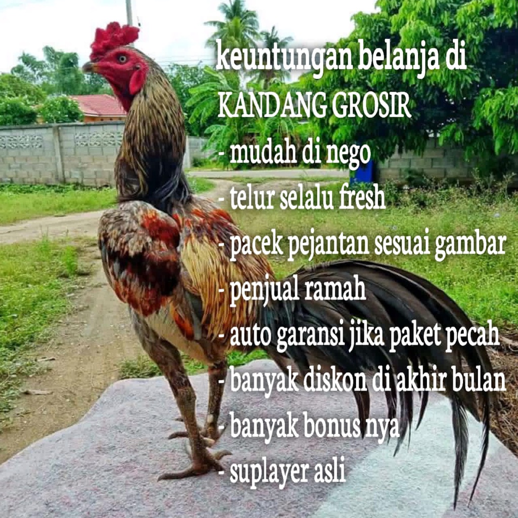 ayam bangkok juara aduan mangon birma anti lock asli telur fertil fresh
