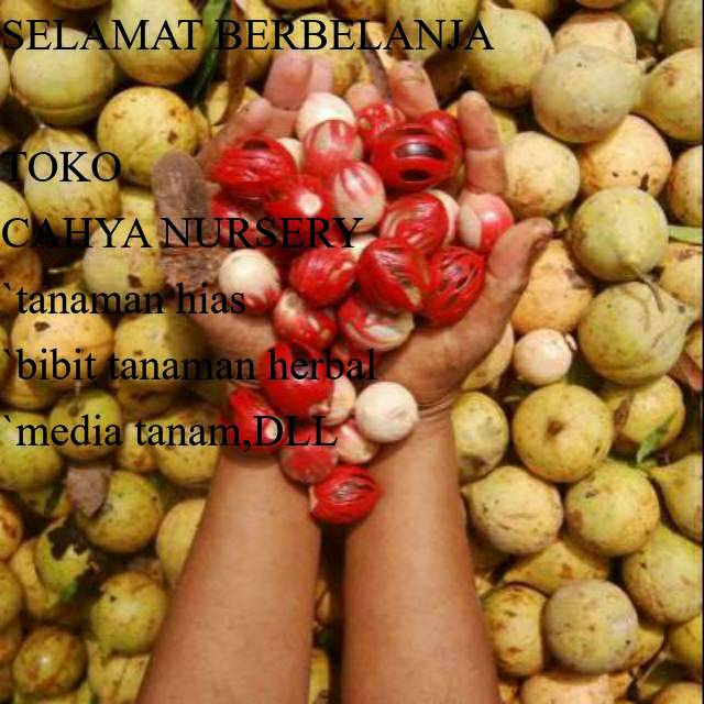 

PROMO Buah pala tua bulat 1kg segar organik siap petik