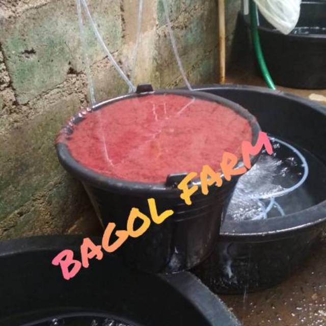 Cacing sutra/rambut 1 ember cor