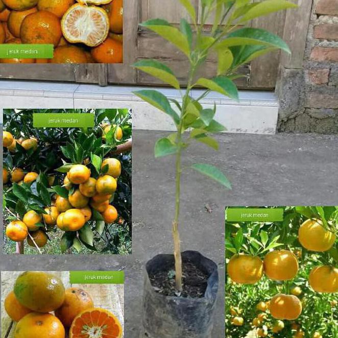 Kib Bibit Pohon Buah Jeruk Medan Manis. Sif