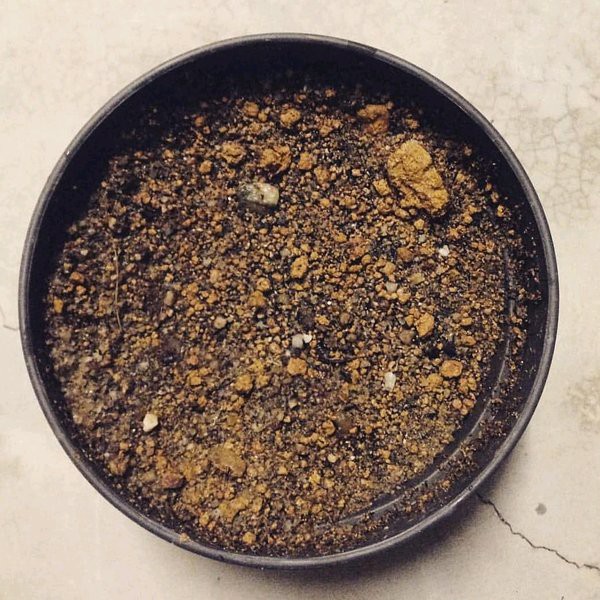 Pusat biji rumput Bermuda - Pusat benih rumput Bermuda