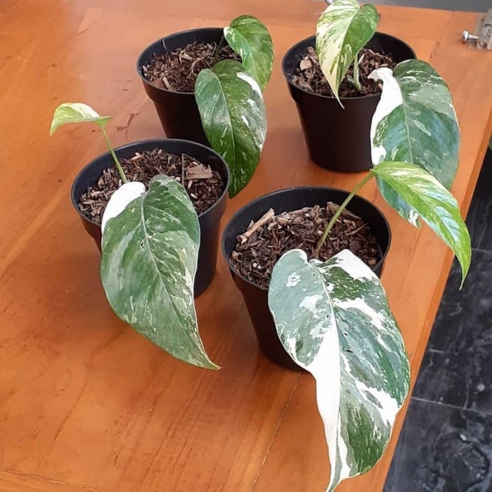 Bibit Tanaman Epipremnum Pinnatum Variegata, Epipremnum Variegata