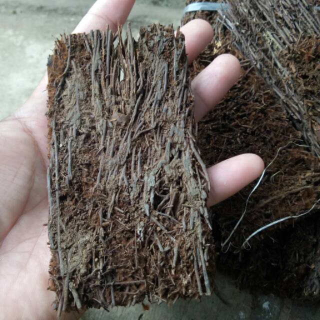 Akar pakis