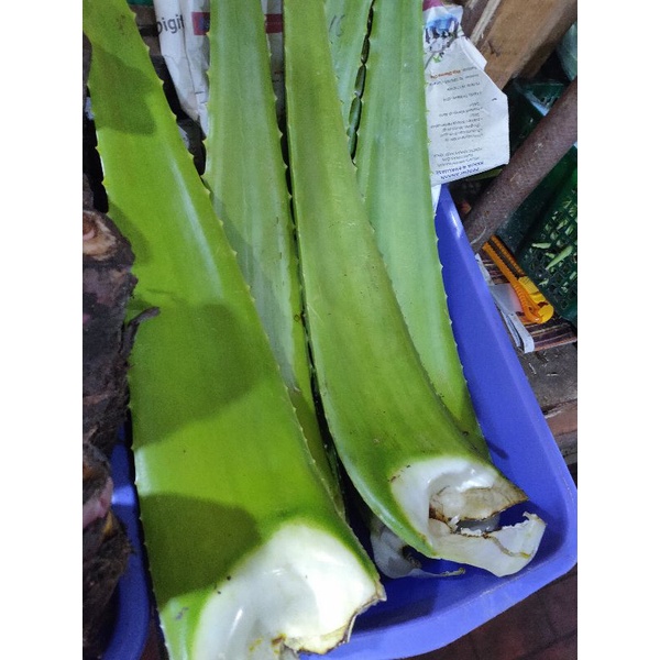 

lidah buaya Kalimantan