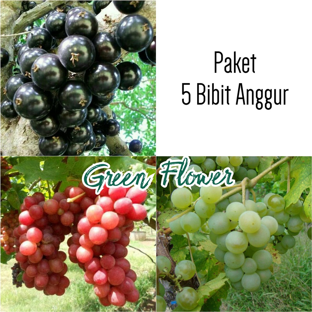 PROMO 5 Tanaman Bibit Anggur - Anggur Brazil, Anggur Merah Lokal, Anggur Hijau Lokal