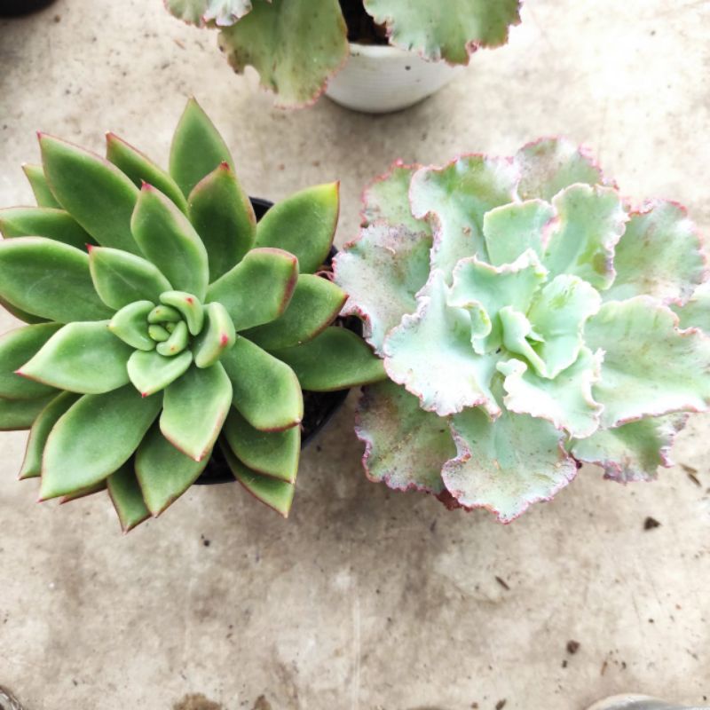 Tanaman hias jumbo size kaktus dan sukulen besar murah