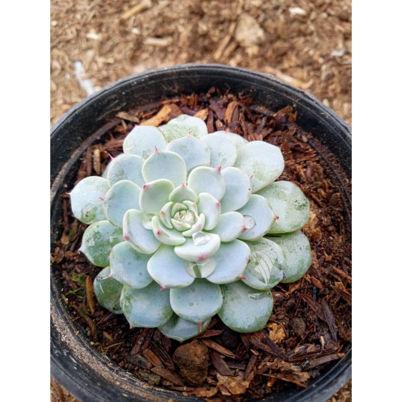 Sekullen Minima pot 8cm (PromoTokoBaru)