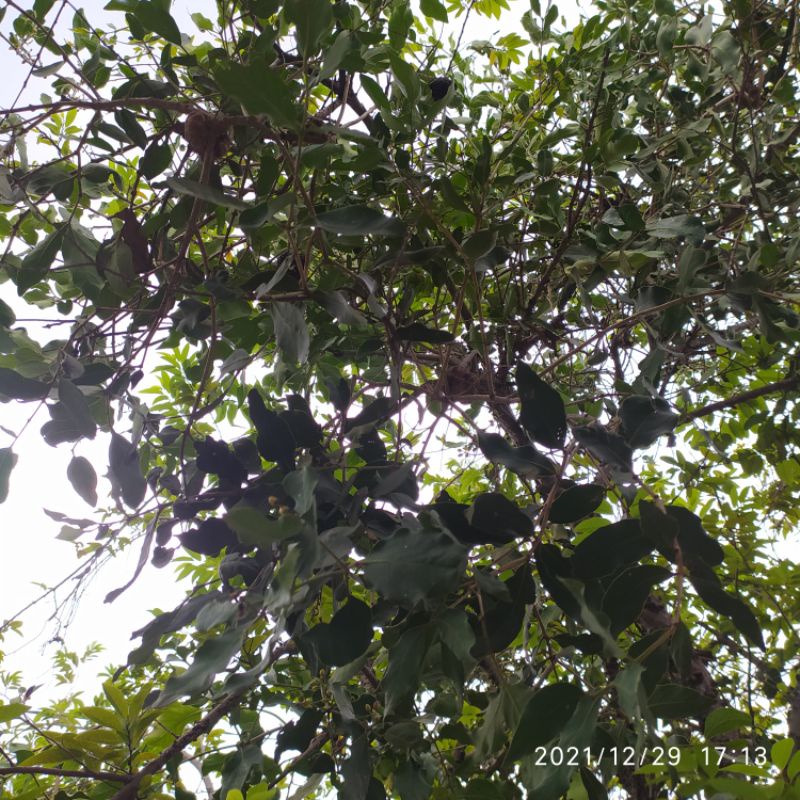 

benalu kemade srikaya menuwo segar 200gr