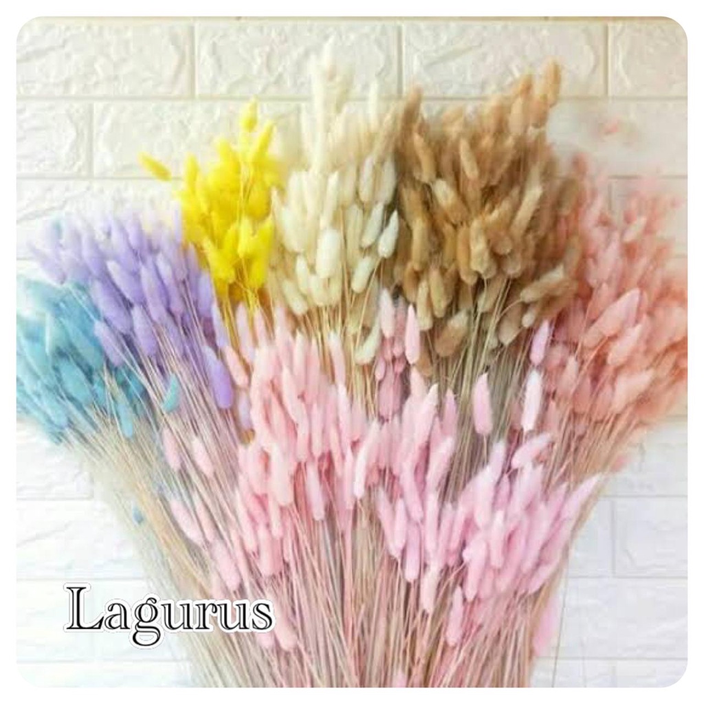 bunga kering bunny tail lagurus dried flower IMPORT