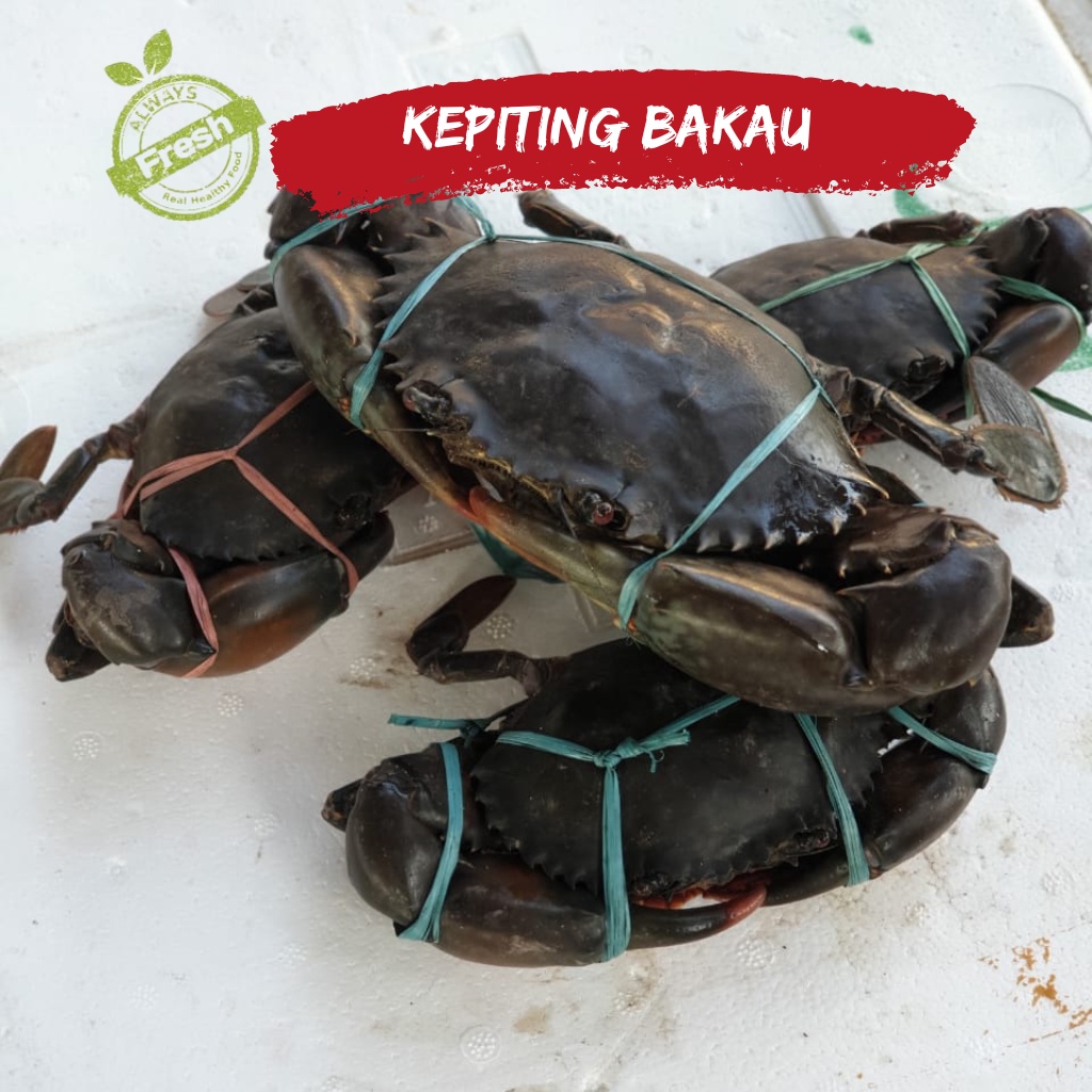 

Kepiting Bakau Premium Hidup 1kg (3-4 ekor)